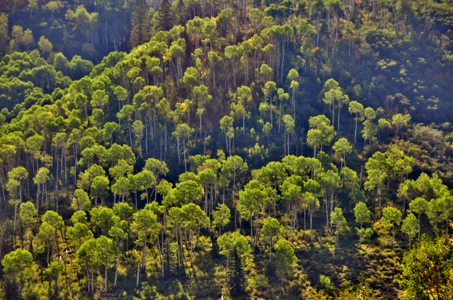 sunlight hits the trees